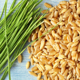 Untamed Health Wheat Organic Sprouting Seeds 100 g