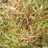 Untamed Health Earth Friendly Gluten-Free Alfalfa Sprouting Seeds 100 g