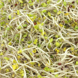 Untamed Health Earth Friendly Gluten-Free Broccoli Sprouting Seeds 100 g