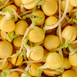 Untamed Health Organic Chickpea Sprouting Seeds 100 g