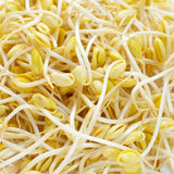 Untamed Health Soybean Organic Grown Sprouting Seeds 100 g