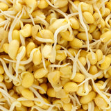 Untamed Health Soybean Organic Grown Sprouting Seeds 100 g