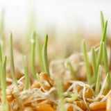 Untamed Health Wheat Organic Sprouting Seeds 100 g