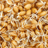 Untamed Health Wheat Organic Sprouting Seeds 100 g