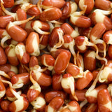 Untamed Earth-Friendly Adzuki Sprouting Seeds 100g