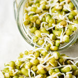 Untamed Health Mung Bean Sprouting Seeds 100g